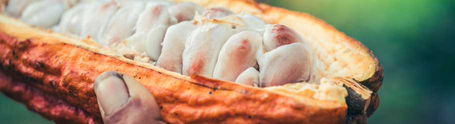 kaoka cacao protège forêt